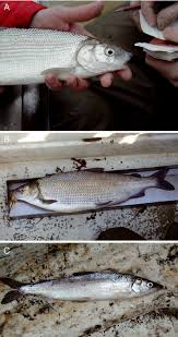 Image result for Coregonus oxyrinchus