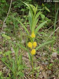 Attēlu rezultāti vaicājumam “Lysimachia thyrsiflora”