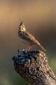 Attēlu rezultāti vaicājumam “Galerida cristata adult”