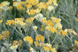 Image result for Strohblume