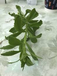 Attēlu rezultāti vaicājumam “Sedum acre fruit”