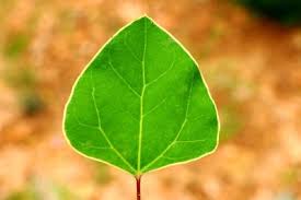 Attēlu rezultāti vaicājumam “Chenopodium acerifolium”
