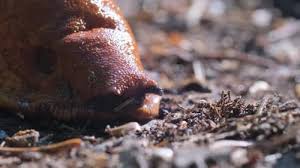 Attēlu rezultāti vaicājumam “Arion lusitanicus”