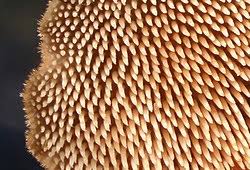 Attēlu rezultāti vaicājumam “Auriscalpium vulgare”