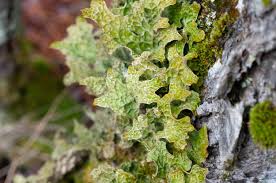 Attēlu rezultāti vaicājumam “Lobaria pulmonaria”