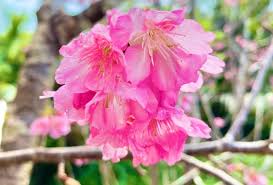 Image result for 緋寒桜