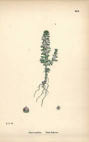 Attēlu rezultāti vaicājumam “Glaux maritima”