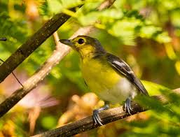 Image result for Vireo flavifrons