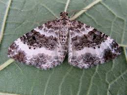 Attēlu rezultāti vaicājumam “Epirrhoe”