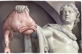 Image result for blobfish