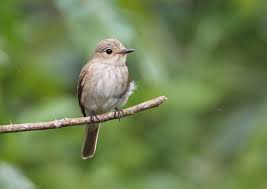 Attēlu rezultāti vaicājumam “Muscicapa striata”