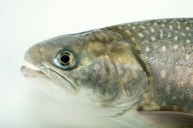 Image result for Salvelinus malma