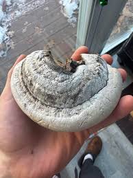 Attēlu rezultāti vaicājumam “Didymium nigripes stalked”