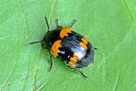 Attēlu rezultāti vaicājumam “Diaperis boleti”