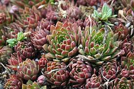 Attēlu rezultāti vaicājumam “Jovibarba globifera flower”