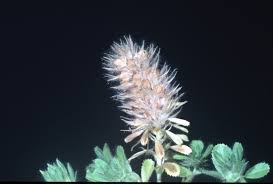 Attēlu rezultāti vaicājumam “Ononis arvensis bud”