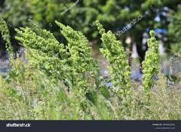 Attēlu rezultāti vaicājumam “Rumex confertus fruit”