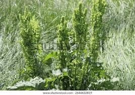 Attēlu rezultāti vaicājumam “Rumex confertus”