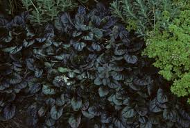 Attēlu rezultāti vaicājumam “Ajuga reptans leaf”