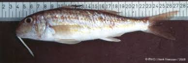 Image result for Mullus surmuletus