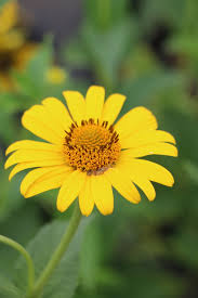 Image result for Heliopsis scabra