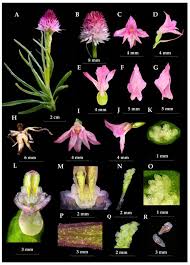 Attēlu rezultāti vaicājumam “Gymnadenia conopsea bud”