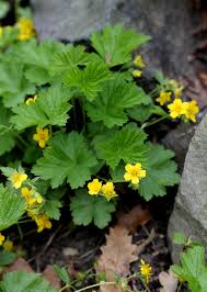 Attēlu rezultāti vaicājumam “Waldsteinia geoides flower”