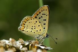 Attēlu rezultāti vaicājumam “Lycaena tityrus male”