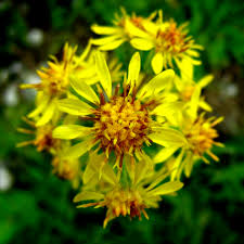 Image result for Solidago virgaurea