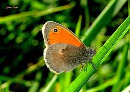 Attēlu rezultāti vaicājumam “Coenonympha pamphilus”