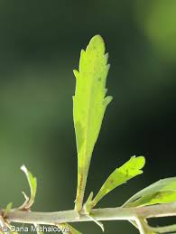 Attēlu rezultāti vaicājumam “Lepidium densiflorum bud”