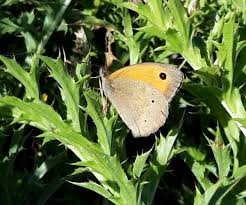 Attēlu rezultāti vaicājumam “Maniola jurtina male”