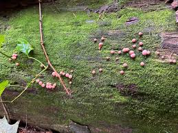 Attēlu rezultāti vaicājumam “Lycogala asperum”