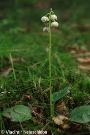 Attēlu rezultāti vaicājumam “Pyrola media”