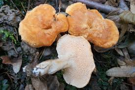 Attēlu rezultāti vaicājumam “Hydnum rufescens”