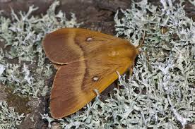 Attēlu rezultāti vaicājumam “Lasiocampa quercus”