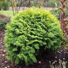 Attēlu rezultāti vaicājumam “Badhamia capsulifera var. arborea”