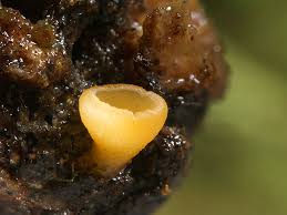 Attēlu rezultāti vaicājumam “Hymenoscyphus calyculus”