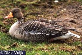 Attēlu rezultāti vaicājumam “Anser anser”