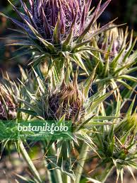 Image result for Ptilostemon afer