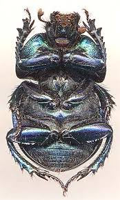 Attēlu rezultāti vaicājumam “Trypocopris vernalis”