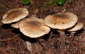 Attēlu rezultāti vaicājumam “Armillaria mellea”