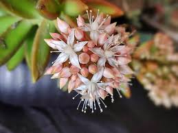 Attēlu rezultāti vaicājumam “Sedum pallidum bud”