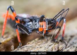 Attēlu rezultāti vaicājumam “Rhynocoris annulatus nymph”
