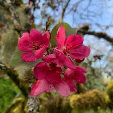 Attēlu rezultāti vaicājumam “Malus purpurea flower”