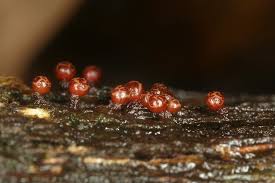 Attēlu rezultāti vaicājumam “Trichia botrytis”