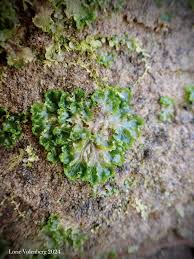 Attēlu rezultāti vaicājumam “Blasia pusilla sporophyte”