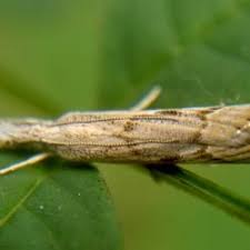 Attēlu rezultāti vaicājumam “Crambus pratella”