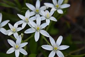 Attēlu rezultāti vaicājumam “Ornithogalum umbellatum flower”
