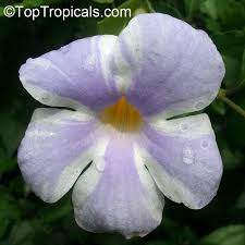 Attēlu rezultāti vaicājumam “Trichia erecta”